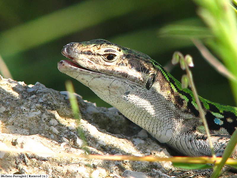 Luce...rtola !!! Podarcis siculus